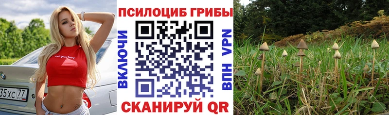 Галлюциногенные грибы Psilocybe Владимир